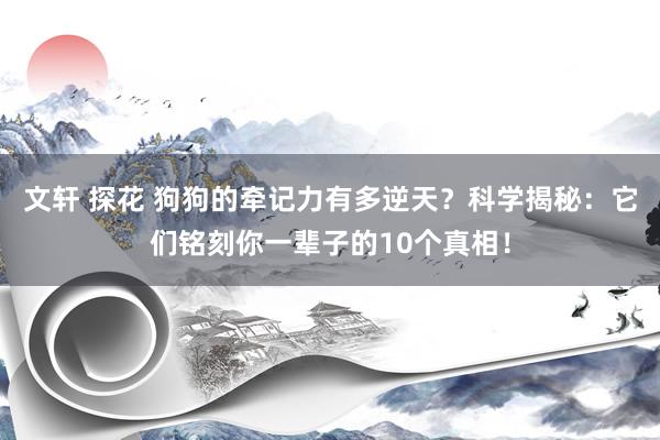 文轩 探花 狗狗的牵记力有多逆天？科学揭秘：它们铭刻你一辈子的10个真相！